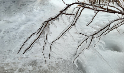 An ice-covered rosehip branch with needles in close-up, on a winter day after an icy rain