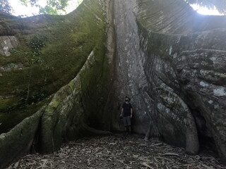 Obraz premium sumaúma de raízes gigantes - apelidada de muralha - na cidade de Afuá, Pará 