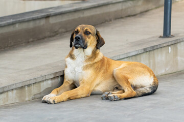 The red homeless dog lies in the street