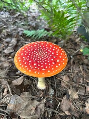 Close-up fly agaric (amanita muscaria), white-spotted red mushroom on leaf litter in forest, fern leaves on background