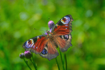 A peacock butterfly sitting in the grass in the meadow.