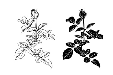 Fototapeta premium Botanical sketch, stamp, rose flower silhouette. Vector graphics.