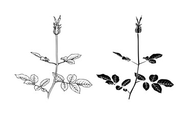 Botanical sketch, stamp, rose flower silhouette. Vector graphics.