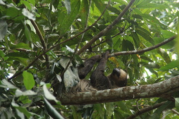 bicho preguiça em árvore na floresta amazônica