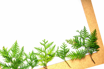 Fresh green foliage arranged along the border of a blank sheet, ideal for creative projects or botanical displays