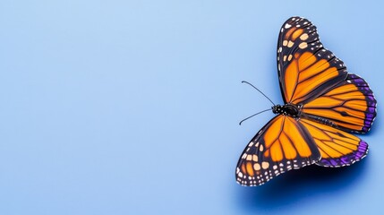 Fototapeta premium A vibrant orange and black butterfly resting on a light blue surface, showcasing detailed wing patterns and colors.