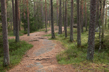 Forest
