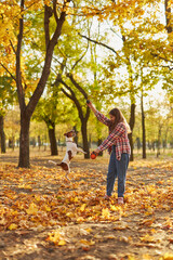Fototapeta premium Happy joyful little girl playing with her funny Jack Russell Terrier in beautiful autumn forest, child playing and having fun with dog during walk in nature. Children and pets outdoors