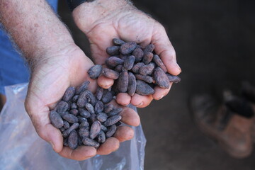 amendoas de cacau em medicilândia, pará 