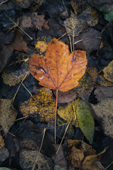 autumn leaves on the ground
