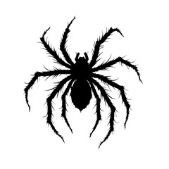 spider isolated on white background