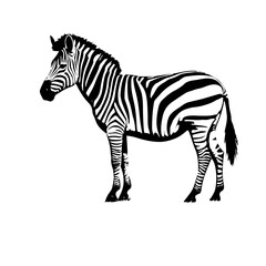 zebra vector illustration