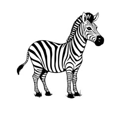 zebra isolated on white
