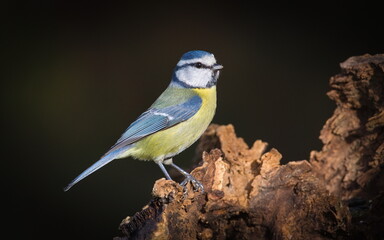 Common passerine bird Cyanistes caeruleus aka blue tit on dry tree. Isolated on clear blurred background. Close-up portrait.	
