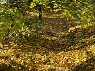 Autumn park with yellow fallen leaves.