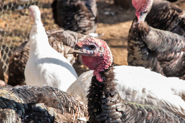 Close-up of domestic turkeys (Meleagris Gallopavo) living free in rural organic farm on sunny autumn day