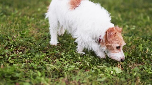 Active walking, searching jack russell terrier dog sniffs, smells in the grass