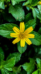 Close-up of a vibrant yellow flower with lush green leaves in the background, highlighting the details of the petals and center.