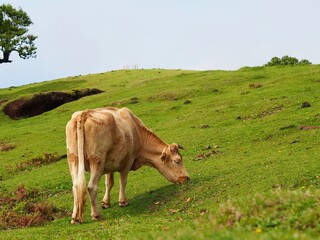 Amidst the vibrant field, a light brown cow grazes alone, symbolizing simplicity and tranquility, captured within the calm embrace of the countryside hills - Fanal Forest, Madeira, Portugal.