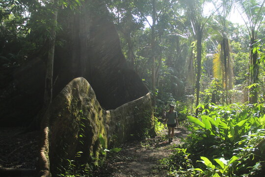 suma&uacute;ma de ra&iacute;zes gigantes - apelidada de muralha - na cidade de Afu&aacute;, Par&aacute; 