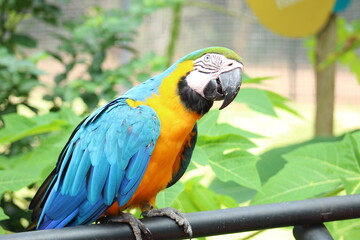 arara no parque zoobotânico em parauapebas, pará 