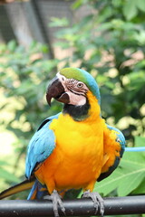 arara no parque zoobotânico em parauapebas, pará 