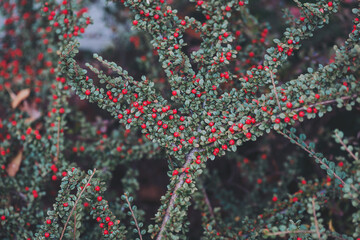 decorative plant. Red berries with green leaves, forest texture. soft lighting with soft focus. Autumn lingonberry tree. branch of red berries on a Bush in the forest. 