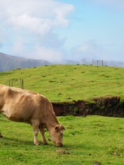 Amidst the vibrant field, a light brown cow grazes alone, symbolizing simplicity and tranquility, captured within the calm embrace of the countryside hills - Fanal Forest, Madeira, Portugal.