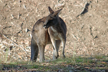 Eastern Grey Kangaroo