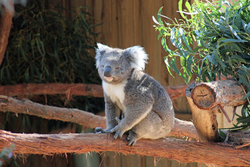 Koala Bear in Australia