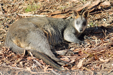 Wallaby at Rest