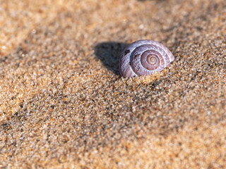 Pinky, spiral snail shell lying in clean silica sand. Macro image with copy space.