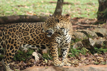 onça no parque zoobotanico em parauapebas, pará 