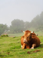 A brown cow is peacefully resting on a lush green hillside, surrounded by a misty ambiance that adds an ethereal touch to the serene landscape setting - Fanal Forest, Madeira, Portugal.