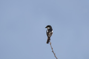 Fiscal shrike is sitting on the branch in the african's park. Lanius collaris is looking for food. African wildlife. Black and white bird on the branch. 