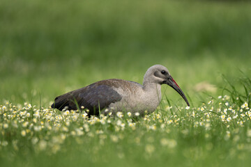 Hadada ibis on the grassland in the african park. Bostrychia hagedash is looking for food in the Cape of Good hope park. African wildlife. 