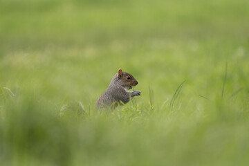 Gray squirrel in the african park. Squirrel is looking for food in the park. African wildlife. 