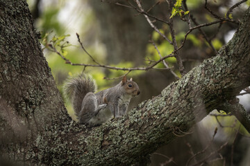 Gray squirrel in the african park. Squirrel is looking for food in the park. African wildlife. 