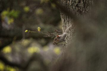 Gray squirrel in the african park. Squirrel is looking for food in the park. African wildlife. 