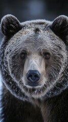 Fototapeta premium Serene wild forest landscape in autumn with golden leaves and mist covering mountains