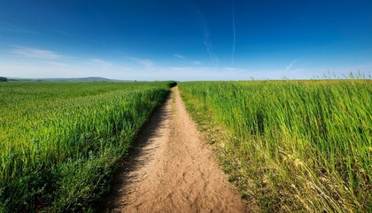 path through the field