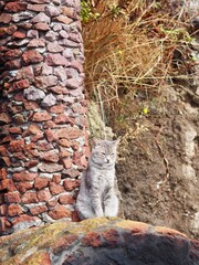 A gray cat is perched beside a rustic stone column, surrounded by natural rocky terrain and sparse foliage, creating a serene and rustic countryside scene.