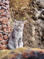 A gray cat is perched beside a rustic stone column, surrounded by natural rocky terrain and sparse foliage, creating a serene and rustic countryside scene.