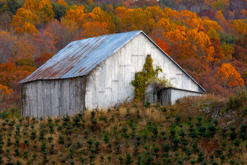 Fall on the Christmas tree farm