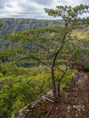 At the edge of the Endless Wall Trail, a tree defies gravity on the cliffside, showcasing the rugged beauty of New River Gorge National Park, West Virginia.