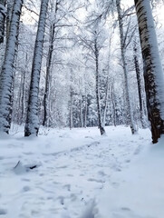 The scene reveals a peaceful forest path covered in pristine snow, surrounded by snow-laden trees and the stillness of wintertime beauty.