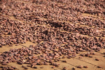 amêndoas de cacau secando 