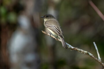 Small bird perched on a branch in nature