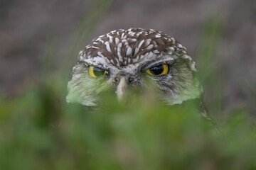 Burrowing owl peeking through grass
