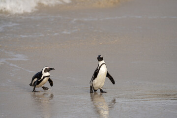 Obraz premium African penguin on the Boulders beach. Endangered species of penguin in Africa. Funny penguins are playing in the waves. 